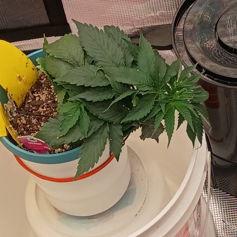 TentPlantLightFan — vegetative, day 34