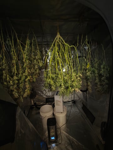 Master Kush — harvest, day 136