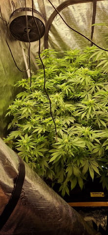 Indigo Saphirex2 And Slush Mint Cake X2 — flower, day 76