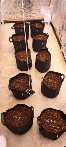 Second Grow  — seedling_rooting, day 8