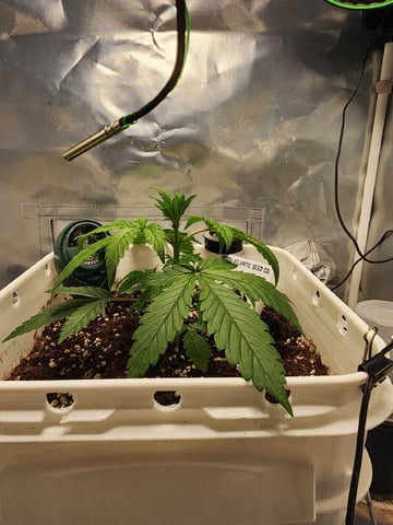 Original Northern Lights — vegetative, day 31