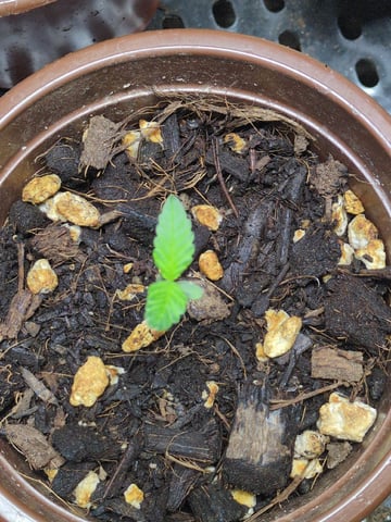 Audrey III — seedling_rooting, day 3