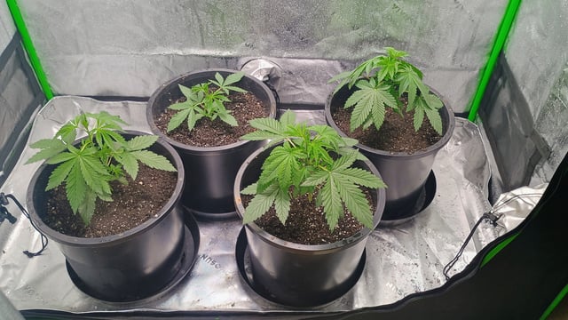 1st Batch — vegetative, day 34