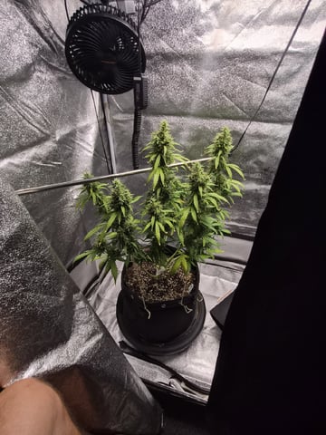 Sundae Driver — vegetative, day 86