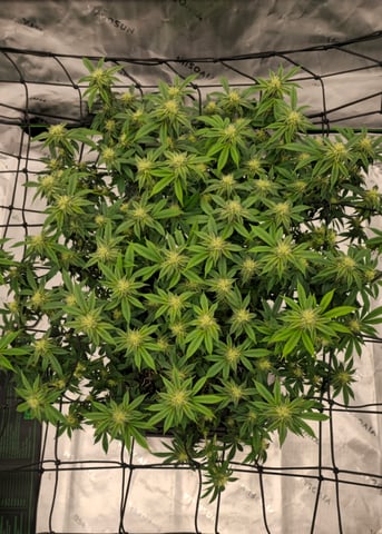 first grow — flower, day 88