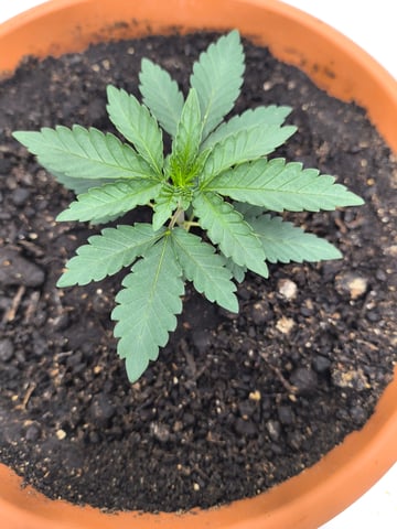 unknown strain 1st grow — seedling_rooting, day 5