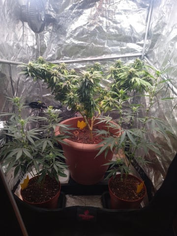 ( Guava Dawg × Sour Tangie ) F2 — flower, day 17