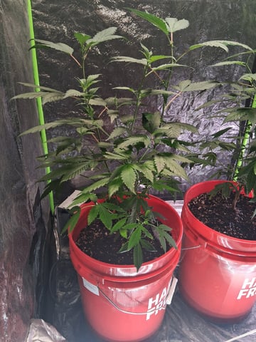 S&D  First Grow — vegetative, day 25