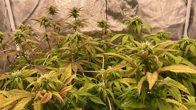 ❄️💚❄️WinterGrow❄️💚❄️ — flower, day 87