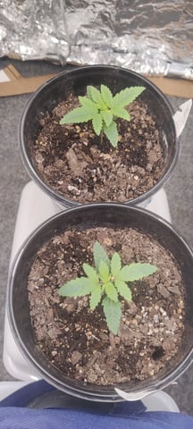 train wreck — vegetative, day 1