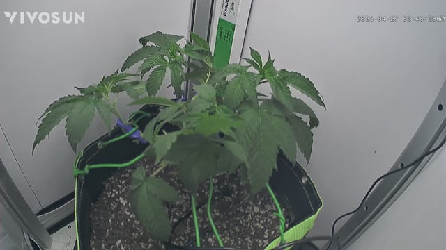 Fruity Pebbles — vegetative, day 22