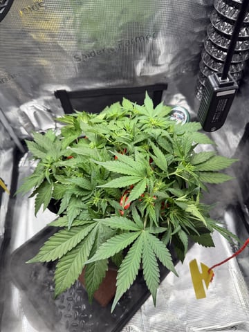 Gorilla Cookies 2nd Try — flower, day 46