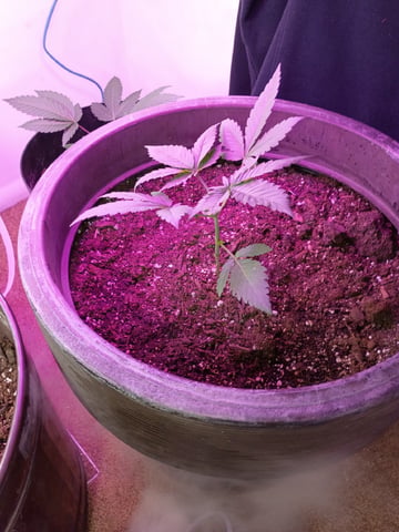 Round Deuce  — vegetative, day 29