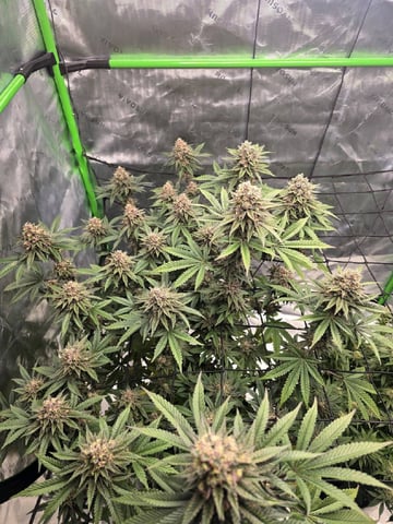 2nd grow round 2 — flower, day 93