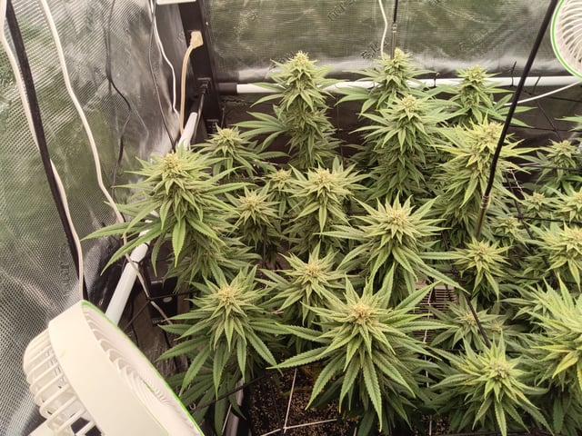 Starfighter/Ohio Guptilla Hybrid — flower, day 19