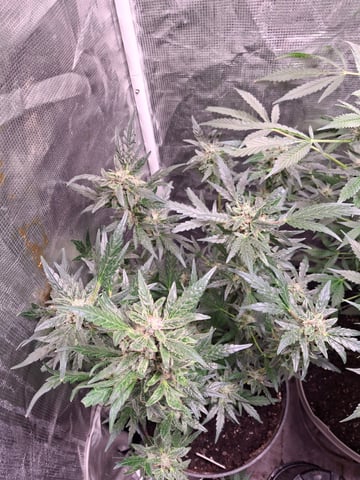 lil babies  — flower, day 53