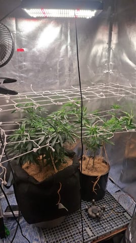 1st Grow - ROYAL MOBY (indoor)(photop.) — vegetative, day 79