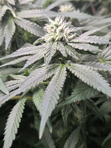 White Widow + Papaya Bomb — flower, day 84
