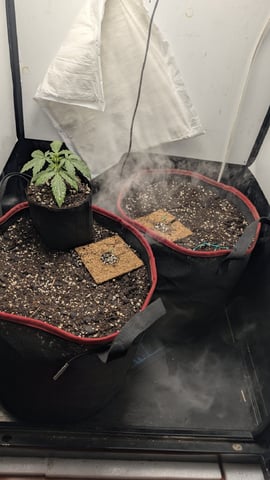 All White Spring Grow — seedling_rooting, day 3