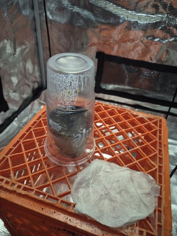 Grow 1 2026 Dream Widow — germination, day 5