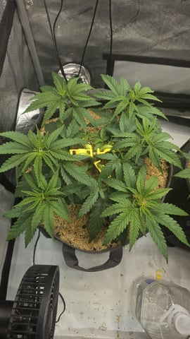 Strawberry Sugar  — vegetative, day 43