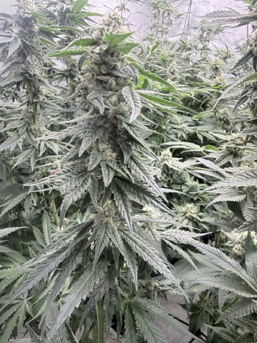 first grow clones  — flower, day 1