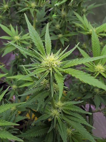 Golden Goat — flower, day 2