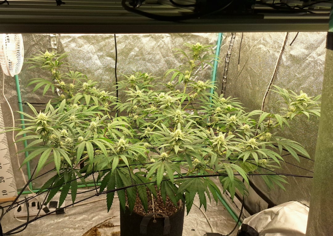 Experimental DIY Run