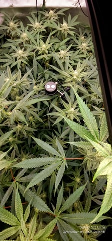 Found my Females... Game On! — flower, day 155