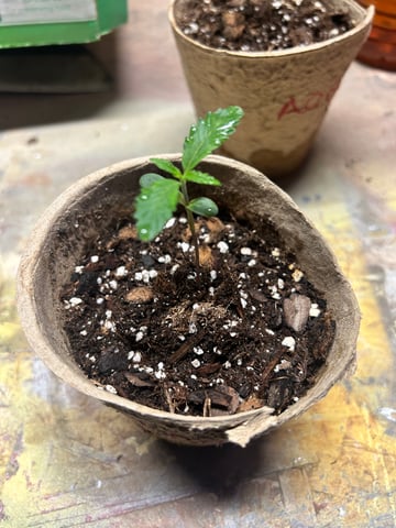First ever grow — seedling_rooting, day 16