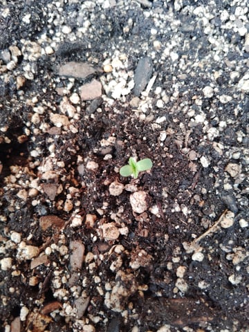 white widow  — vegetative, day 7