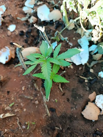 White Widow/Gorilla Glue — vegetative, day 1