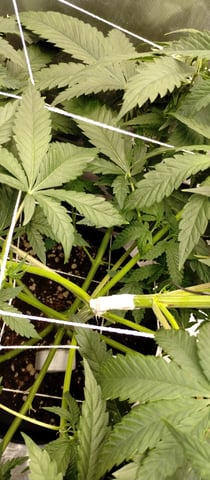 Skunk #1 — vegetative, day 68