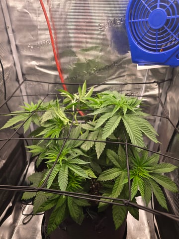 Northern lights #10 2nd plant (Selkies) — vegetative, day 33