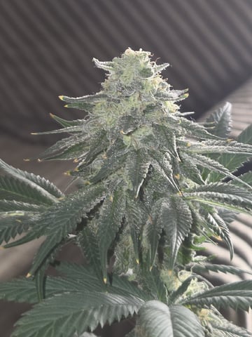 Bruce Banner #4  — flower, day 100