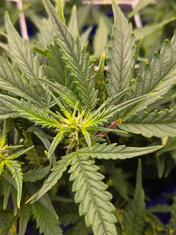 Fastbuds Autoflower Run — flower, day 51