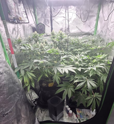 White Widow + Papaya Bomb — flower, day 78