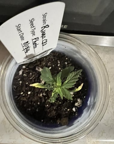 Inside Mother Plants — vegetative, day 23