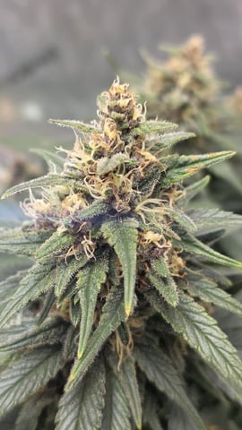 Original 1990 genetics  — flower, day 107