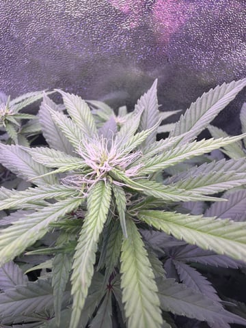 Cookies Haze — vegetative, day 100