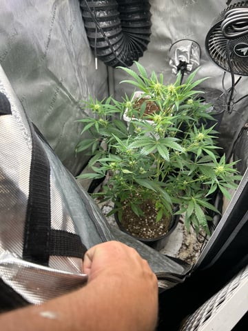 two clones and sour diesel  — flower, day 19