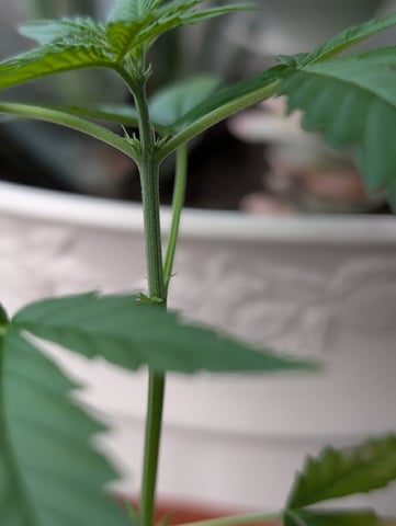 My First Grow 🪴 April '26 — vegetative, day 38