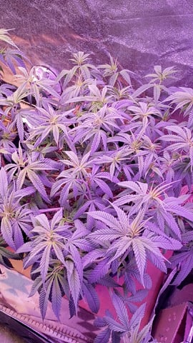 Purple Plum Perfect 💜 & 2 Grape Runtz 🍇 Mainlining garden.  — vegetative, day 103