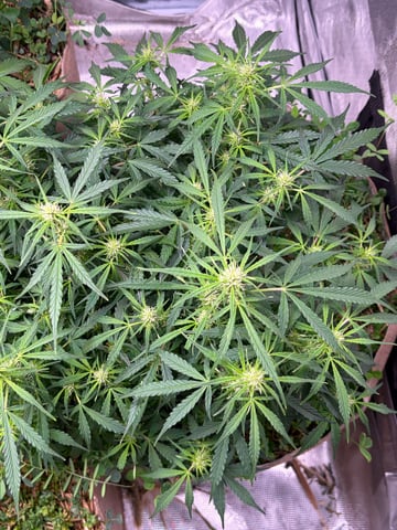 Round 1.5 — flower, day 59