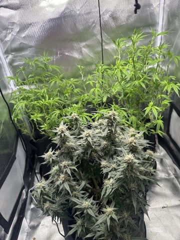 Grow Number 2