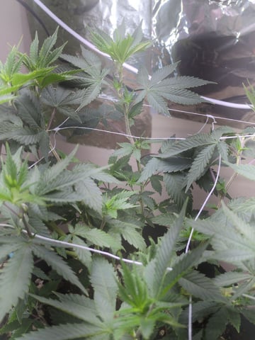 Audrey III — vegetative, day 88