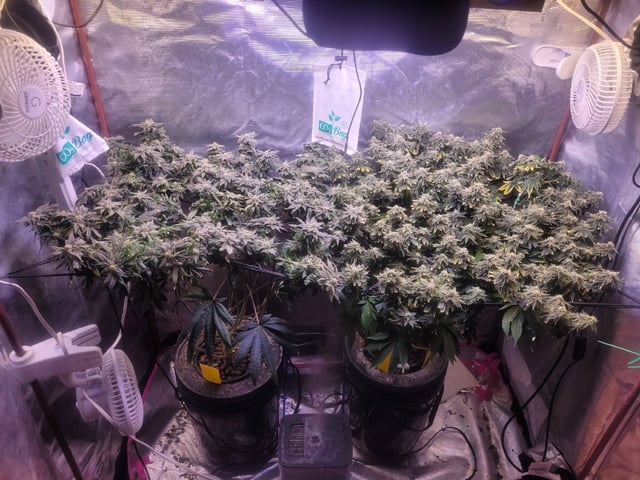 4th Grow — flower, day 7