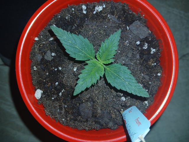 fruity pebbles, cap junky — seedling_rooting, day 19