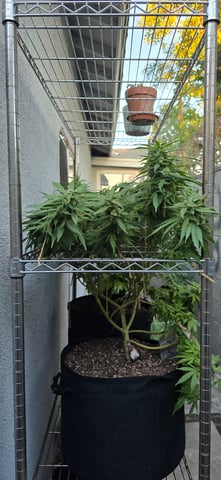 Mystery Weed Plant — flower, day 140