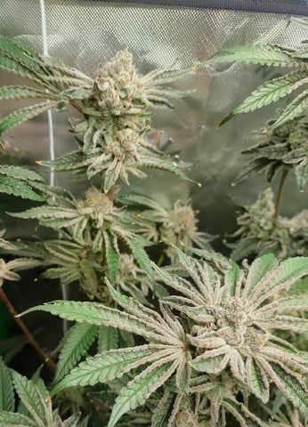 Mainely Genetics Micro Pheno Hunt — flower, day 92